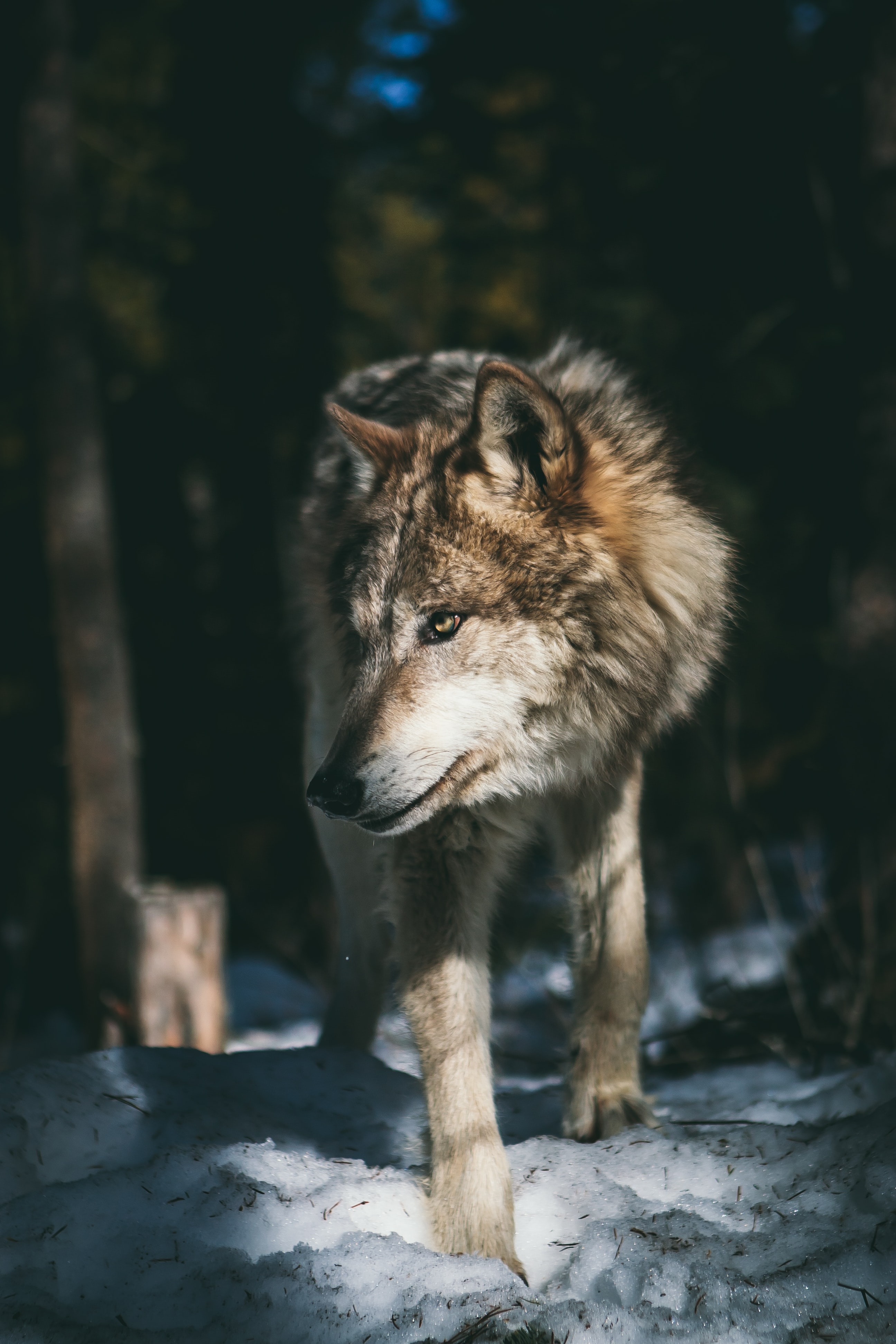 Wolf Gallery